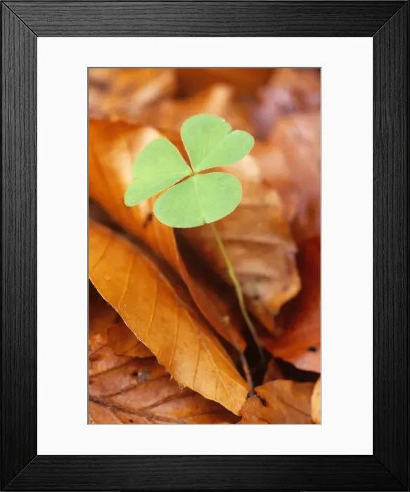 Framed Print : Wood Sorrel - new leaves among old Beech leaves Framed Print : Wood Sorrel - new leaves among old Beech leaves