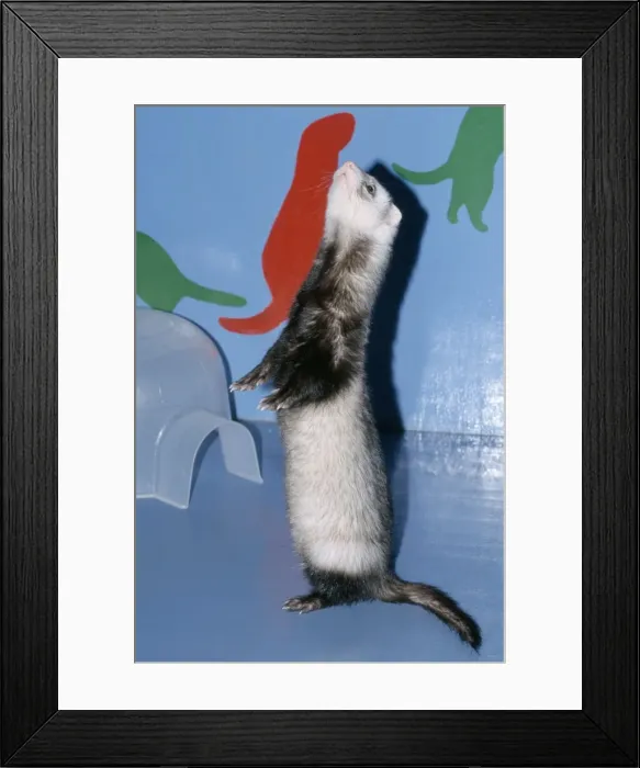 Framed Print : Pet Ferret standing on hind legs Framed Print : Pet Ferret standing on hind legs