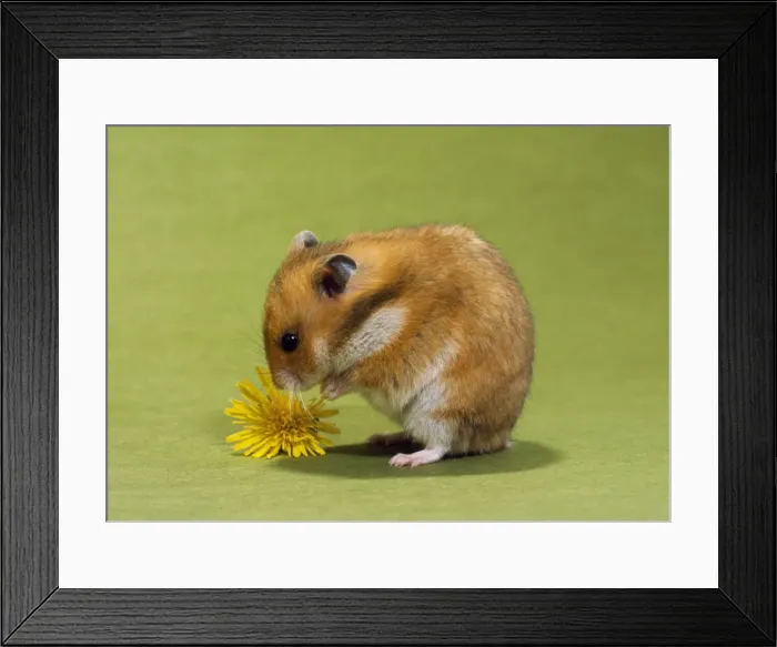 Framed Print : Hamster - mini Framed Print : Hamster - mini