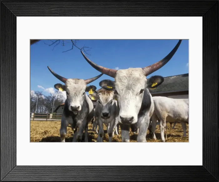 Framed Print : Oxen Of the steppe, Austria Framed Print : Oxen Of the steppe, Austria