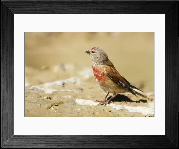 Framed Print : Linnet Bird Framed Print : Linnet Bird