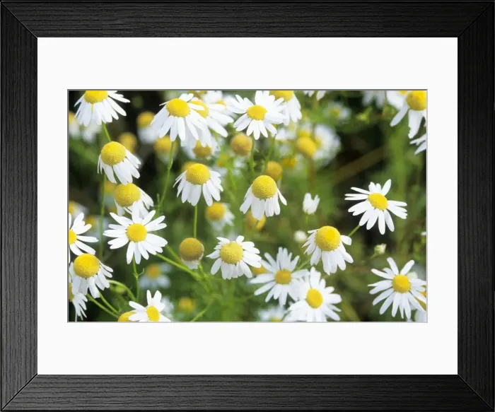 Framed Print : Chamomile / Scented Mayweed Flower Framed Print : Chamomile / Scented Mayweed Flower