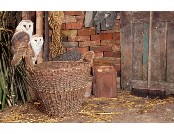 Barn Owl - x2