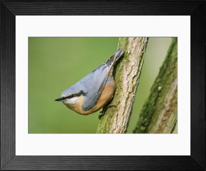Framed Print : Nuthatch. ME-743. Nuthatch. Sitta europaea Framed Print : Nuthatch. ME-743. Nuthatch. Sitta europaea