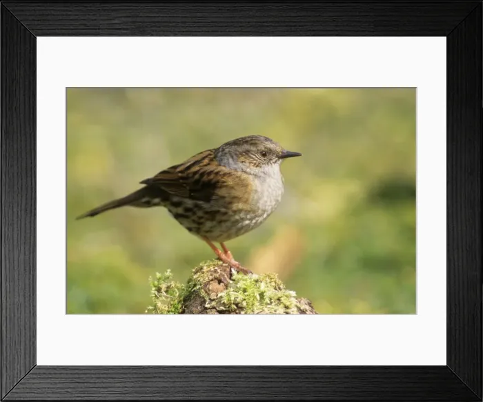 Framed Print : Dunnock. ME-745. Dunnock. Prunella modularis Framed Print : Dunnock. ME-745. Dunnock. Prunella modularis