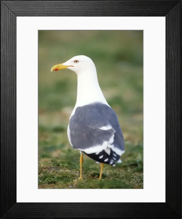 Framed Print : Lesser Black-backed Gull Framed Print : Lesser Black-backed Gull