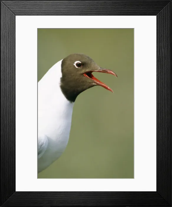 Framed Print : Black-headed Gull Calling Framed Print : Black-headed Gull Calling