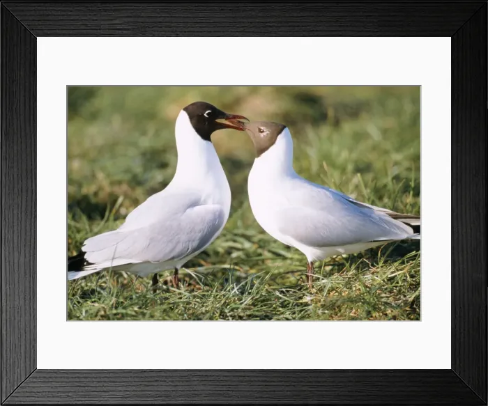 Framed Print : Black-headed gull - Male feeding female in courtship behaviour Framed Print : Black-headed gull - Male feeding female in courtship behaviour