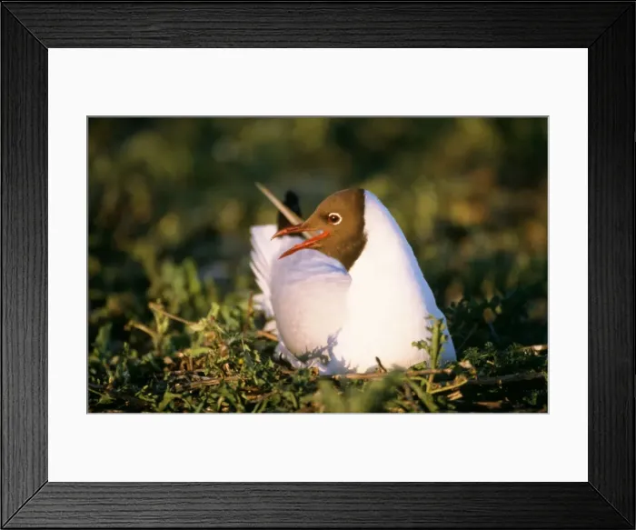 Framed Print : Black-headed Gull - on nest Framed Print : Black-headed Gull - on nest