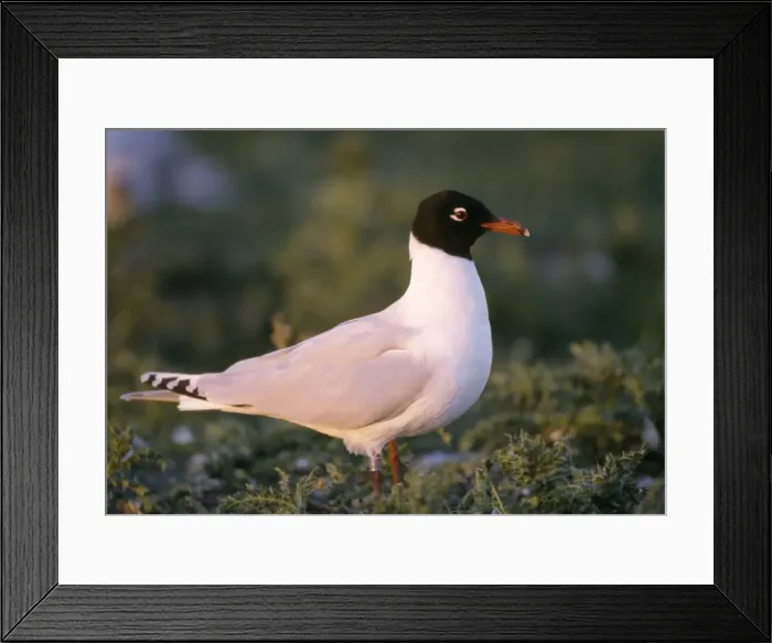 Framed Print : Mediterranean Gull - On ground Framed Print : Mediterranean Gull - On ground
