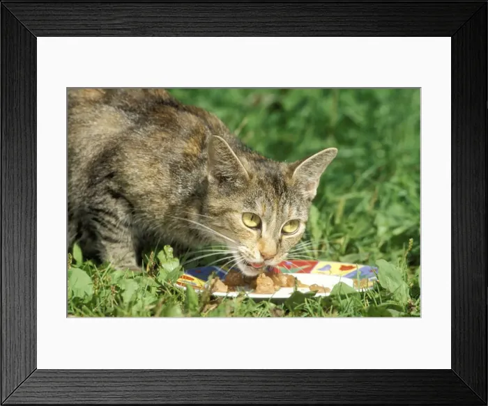 Framed Print : Cat Eating outside on grass Framed Print : Cat Eating outside on grass