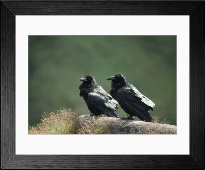 Framed Print : Common Raven Framed Print : Common Raven