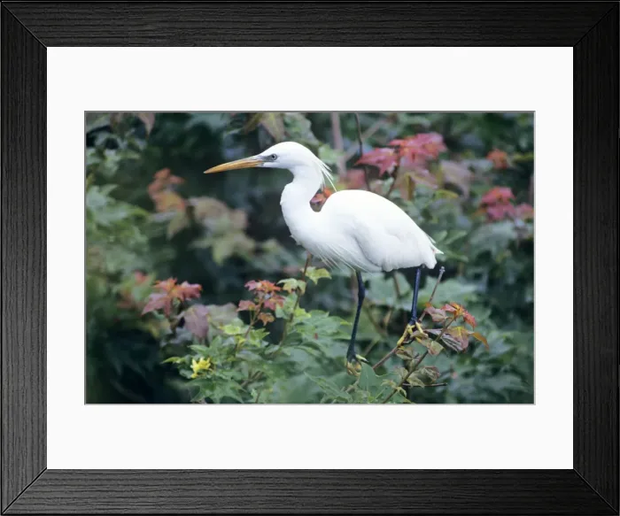 Framed Print : Chinese egret Korea Framed Print : Chinese egret Korea