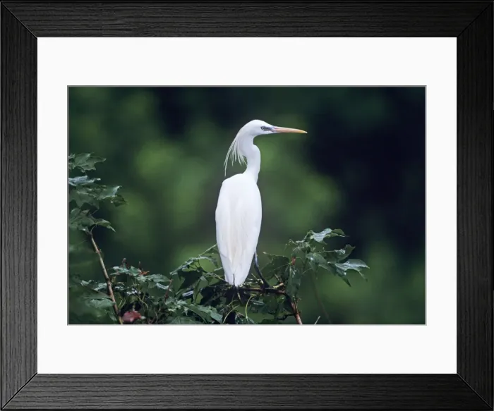 Framed Print : Chinese Egret Korea Framed Print : Chinese Egret Korea