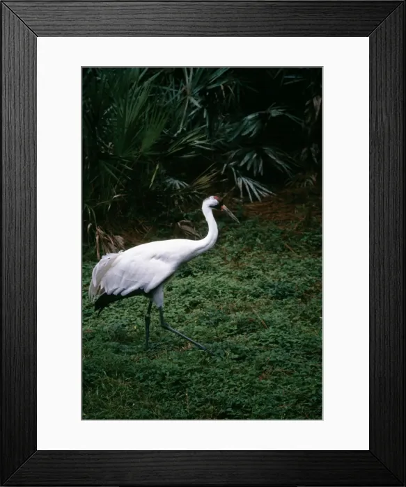 Framed Print : Whooping Crane Framed Print : Whooping Crane