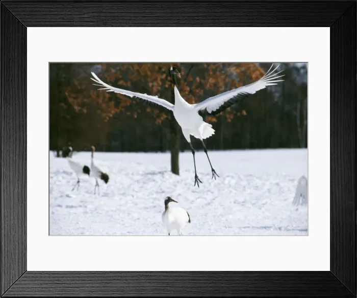 Framed Print : Japanese Crane Leaping Framed Print : Japanese Crane Leaping