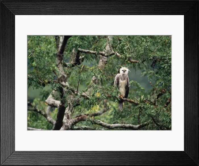 Framed Print : Monkey-eating / Philippine Eagle - in tree photographed in the Philippines Framed Print : Monkey-eating / Philippine Eagle - in tree photographed in the Philippines