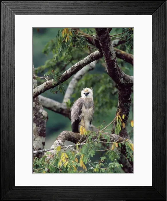 Framed Print : Monkey-eating / Philippine Eagle - in tree photographed in the Philippines Framed Print : Monkey-eating / Philippine Eagle - in tree photographed in the Philippines