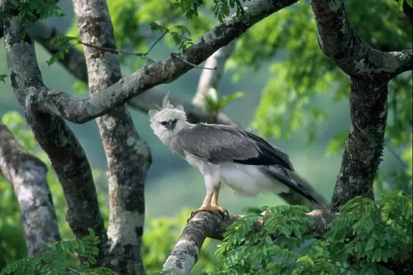 Monkey-eating  /  Philippine Eagle - in tree photographed in the Philippines