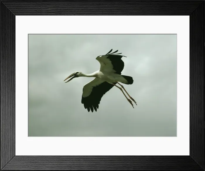 Framed Print : Openbill Stork MK 73 In flight, India. Anastomus oscitans © M. Krishnan Framed Print : Openbill Stork MK 73 In flight, India. Anastomus oscitans © M. Krishnan