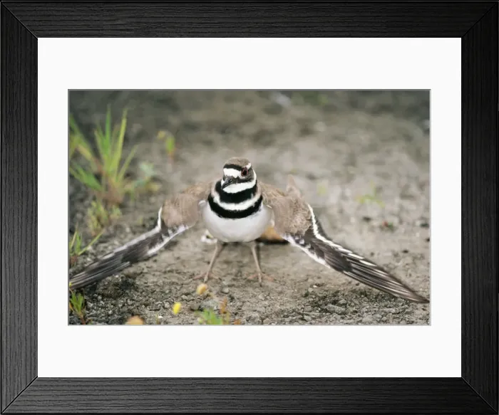 Framed Print : Killdeer Plover Feining injury Framed Print : Killdeer Plover Feining injury