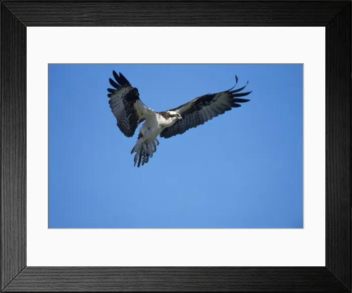 Framed Print : Osprey - in flight Framed Print : Osprey - in flight