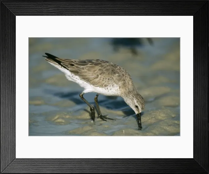 Framed Print : Red Knot. MOP-170. Red Knot - drinking. Calidris canutus Framed Print : Red Knot. MOP-170. Red Knot - drinking. Calidris canutus