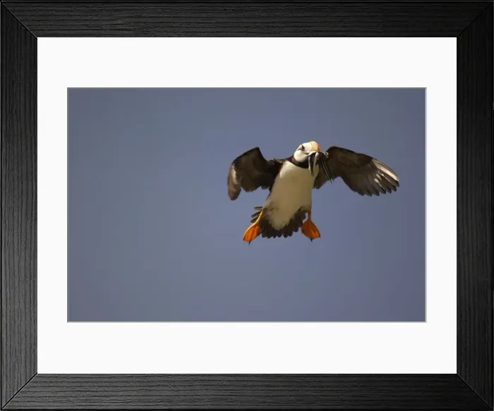 Framed Print : Horned Puffin In flight with food in beak Framed Print : Horned Puffin In flight with food in beak