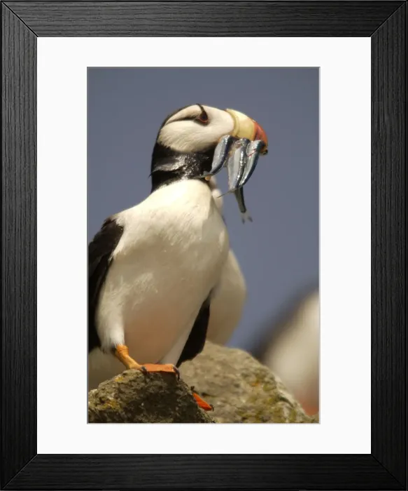 Framed Print : Horned Puffin With food in beak Framed Print : Horned Puffin With food in beak