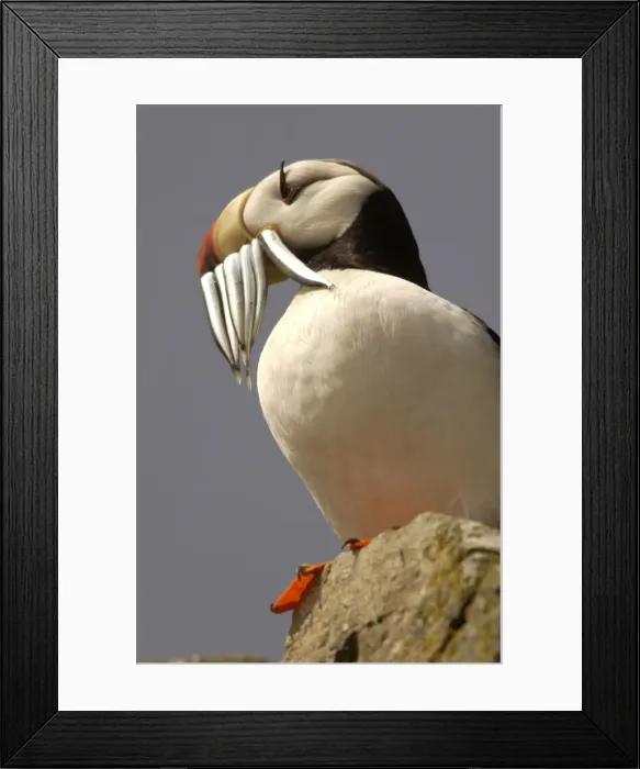 Framed Print : Horned Puffin With food in beak Framed Print : Horned Puffin With food in beak