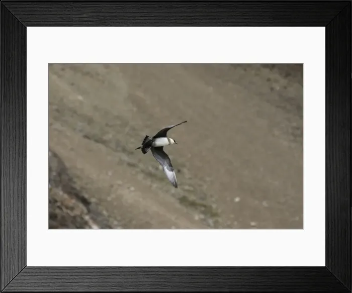 Framed Print : Arctic Skua In flight Spitzbergen Framed Print : Arctic Skua In flight Spitzbergen