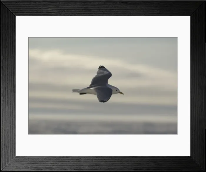 Framed Print : Kittiwake In flight Spitzbergen Framed Print : Kittiwake In flight Spitzbergen