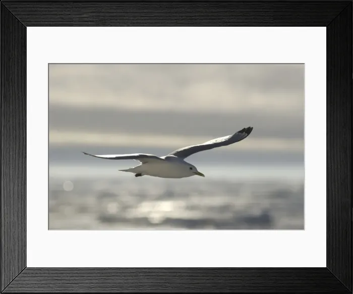 Framed Print : Kittiwake In flight Spitzbergen