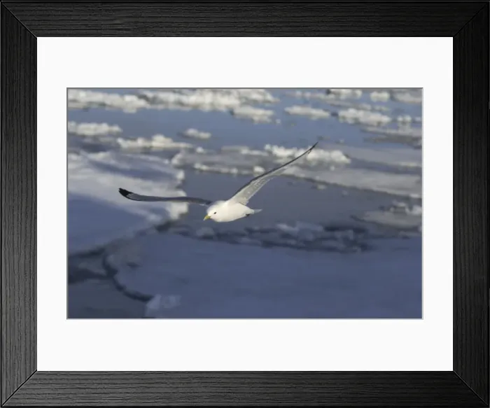 Framed Print : Kittiwake In flight Spitzbergen Framed Print : Kittiwake In flight Spitzbergen