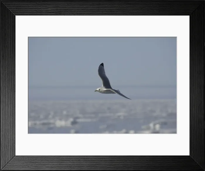 Framed Print : Kittiwake In flight Spitzbergen Framed Print : Kittiwake In flight Spitzbergen