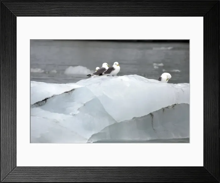 Framed Print : Kittiwakes Sitting on iceberg Spitzbergen Framed Print : Kittiwakes Sitting on iceberg Spitzbergen