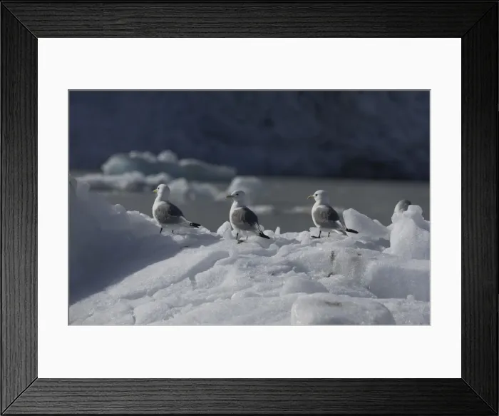 Framed Print : Kittiwakes On iceberg Spitzbergen Framed Print : Kittiwakes On iceberg Spitzbergen