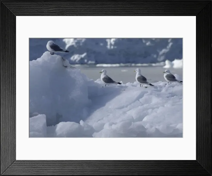 Framed Print : Kittiwakes On iceberg Spitzbergen Framed Print : Kittiwakes On iceberg Spitzbergen