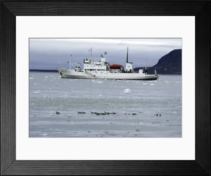 Framed Print : Barnacle Geese Alongside Arctic ship Prof Molcholov Coast of Spitzbergen Framed Print : Barnacle Geese Alongside Arctic ship Prof Molcholov Coast of Spitzbergen