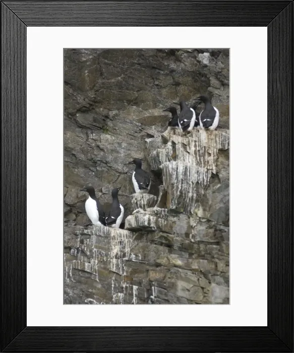 Framed Print : Guillemots On cliff edge Spitzbergen Framed Print : Guillemots On cliff edge Spitzbergen
