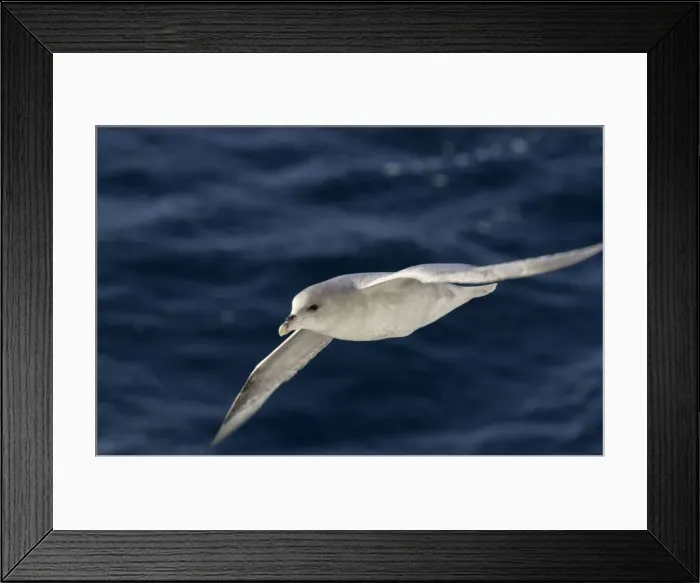 Framed Print : Fulmar In flight Spitzbergen Framed Print : Fulmar In flight Spitzbergen
