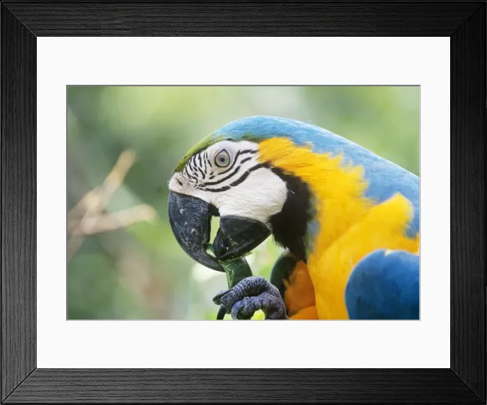 Framed Print : Blue & Yellow Macaw - eating a pod Amazonas Brazil Framed Print : Blue & Yellow Macaw - eating a pod Amazonas Brazil