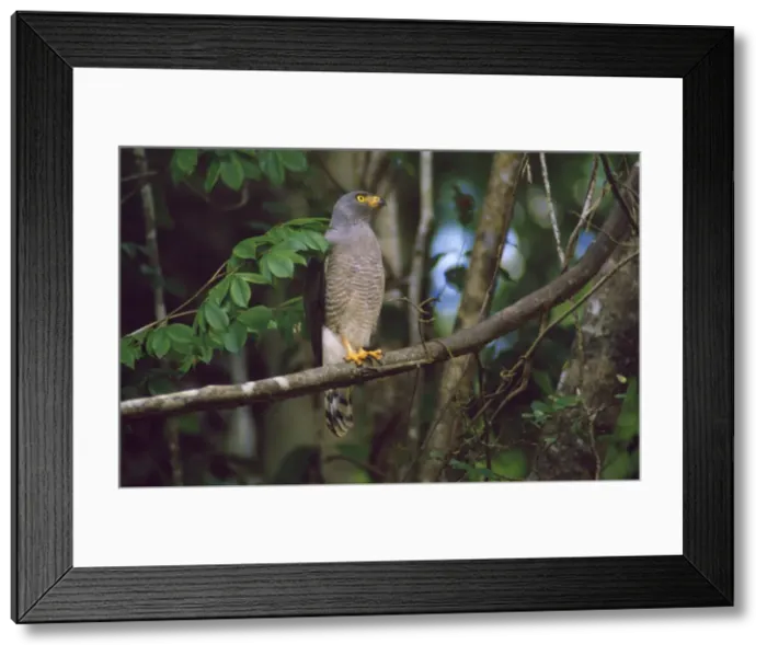 Framed Print : Hook Billed Kite Guyana, South America Framed Print : Hook Billed Kite Guyana, South America