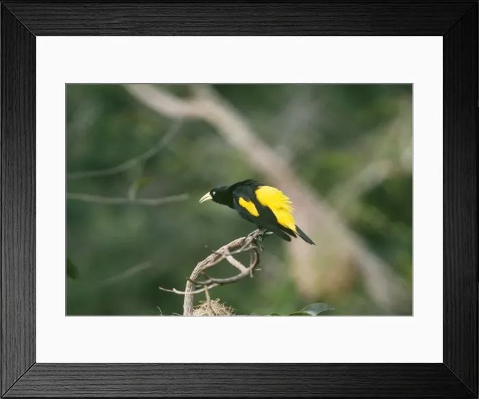 Framed Print : Yellow Rumped Cacique - male displaying Amazonas, Brazil Framed Print : Yellow Rumped Cacique - male displaying Amazonas, Brazil