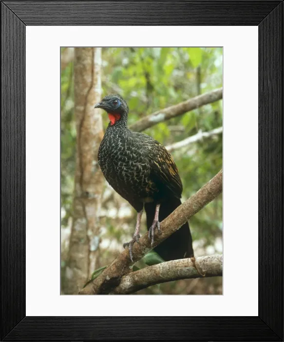 Framed Print : Black-fronted Piping Guan Amazonia, Brazil Framed Print : Black-fronted Piping Guan Amazonia, Brazil