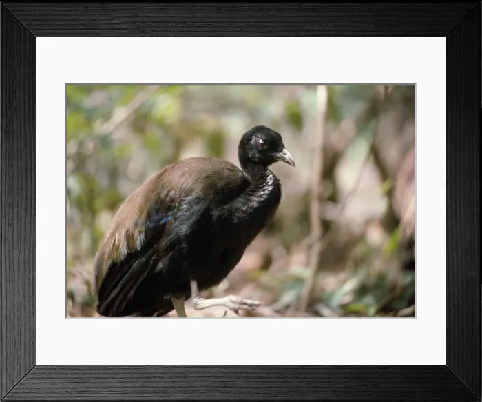 Framed Print : Green-winged / Dark-winged Trumpeter Bird Amazonia, Brazil Framed Print : Green-winged / Dark-winged Trumpeter Bird Amazonia, Brazil