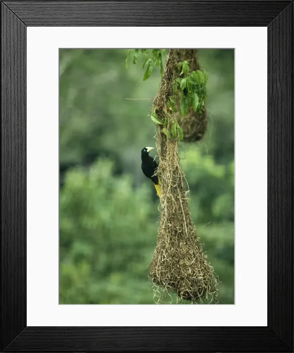 Framed Print : Crested Oropendola Female on nest. Roraima, Brazil, South America Framed Print : Crested Oropendola Female on nest. Roraima, Brazil, South America
