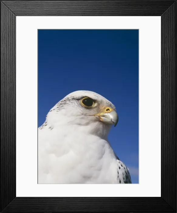 Framed Print : Gyr Falcon White Phase Framed Print : Gyr Falcon White Phase
