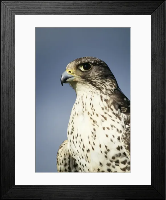 Framed Print : Gyr Falcon Grey Phase Framed Print : Gyr Falcon Grey Phase