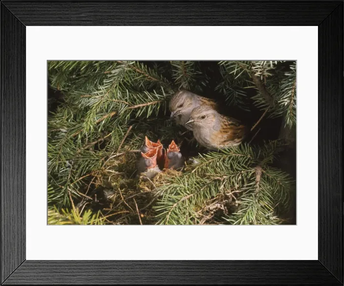 Framed Print : Dunnock - two adults at nest with young Framed Print : Dunnock - two adults at nest with young